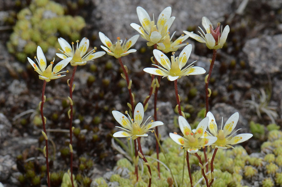 Saxifraga bryoides / Sassifraga brioide